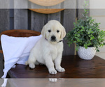 Small #2 English Cream Golden Retriever