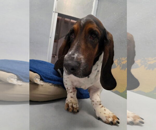 Medium Photo #5 Basset Hound Puppy For Sale in Brookville, OH, USA