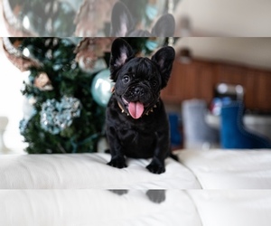French Bulldog Puppy for sale in TUCSON, AZ, USA