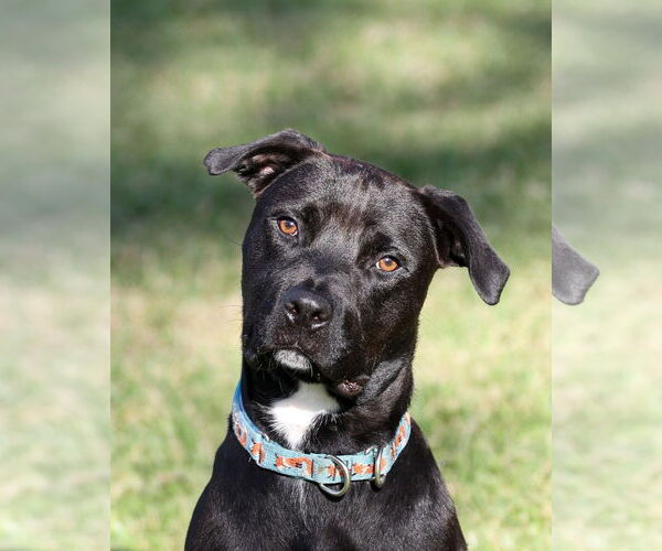 Medium Photo #9 Mutt Puppy For Sale in  Gainesville, FL, USA