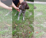 Small Photo #13 German Shorthaired Pointer Puppy For Sale in FORT WHITE, FL, USA