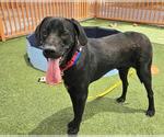 Small #1 Labrador Retriever Mix