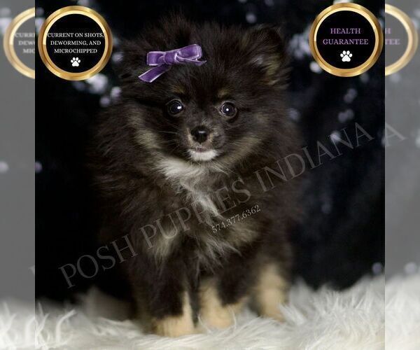 Medium Photo #1 Pomeranian Puppy For Sale in WARSAW, IN, USA