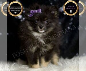 Pomeranian Puppy for sale in WARSAW, IN, USA