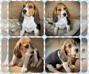 Beagle Puppy for sale in HESPERIA, CA, USA