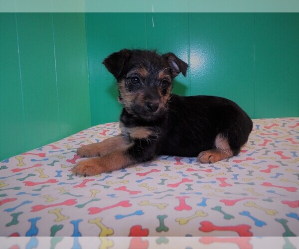 Medium Photo #5 Torkie Puppy For Sale in PATERSON, NJ, USA