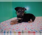 Small Photo #5 Torkie Puppy For Sale in PATERSON, NJ, USA