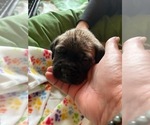 Puppy 7 Doubull-Mastiff