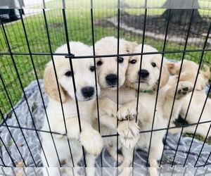 Golden Retriever Puppy for sale in MANSFIELD, TX, USA