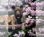 Small Photo #46 Dutch Shepherd -Plott Hound Mix Puppy For Sale in McKinney, TX, USA