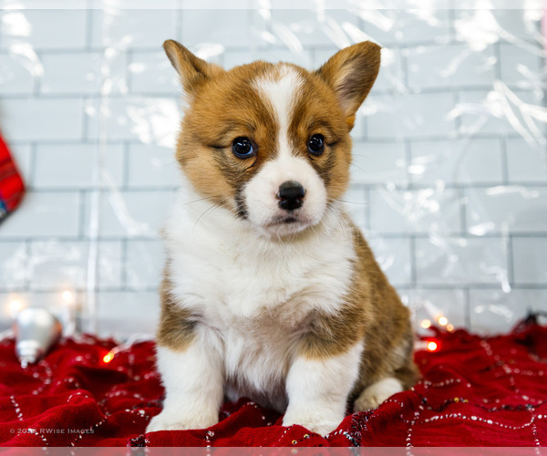 Medium Photo #59 Cardigan Welsh Corgi Puppy For Sale in WAKARUSA, IN, USA