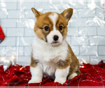 Small #8 Cardigan Welsh Corgi