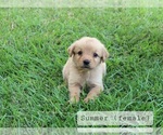 Small #1 Golden Retriever