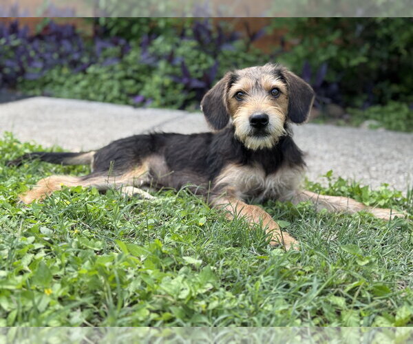 Medium Photo #11 Beagle-Unknown Mix Puppy For Sale in PIPE CREEK, TX, USA