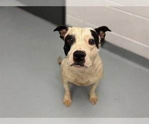 Mutt Dogs for adoption in St. Cloud, FL, USA