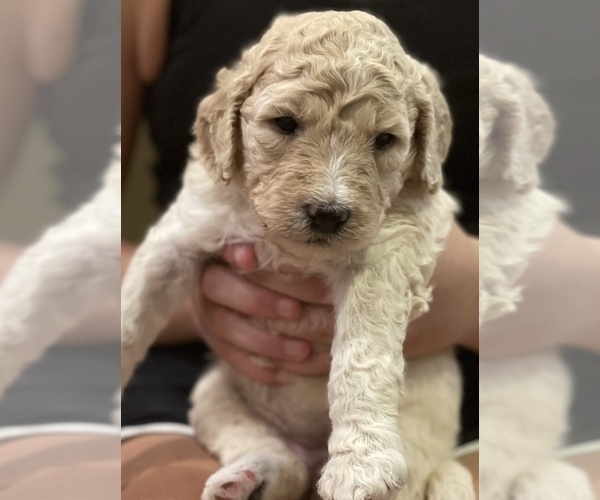 Medium Photo #1 Goldendoodle-Poodle (Standard) Mix Puppy For Sale in CLINTON TOWNSHIP, MI, USA