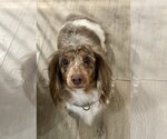 Small #4 Dachshund