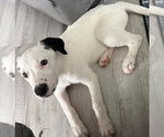 Small #3 Border Collie Mix