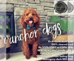 Small Photo #1 Goldendoodle (Miniature) Puppy For Sale in HALTOM CITY, TX, USA