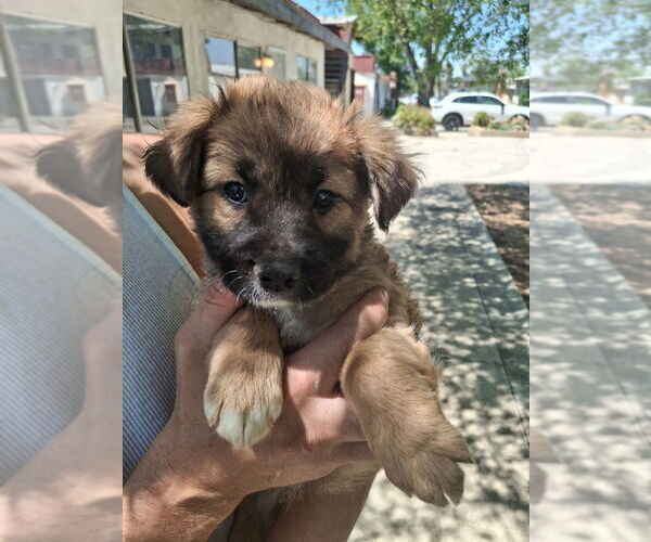 Medium Photo #4 Cocker Spaniel-Unknown Mix Puppy For Sale in Dana Point, CA, USA