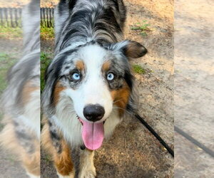 Australian Shepherd Dogs for adoption in Oak Bluffs, MA, USA