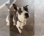 Small #6 American Pit Bull Terrier Mix