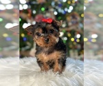 Small Photo #6 Yorkshire Terrier Puppy For Sale in ELMHURST, IL, USA