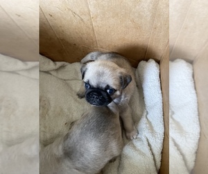 Pug Puppy for sale in HAZLET, NJ, USA