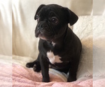 Small Photo #1 French Bulldog Puppy For Sale in CHARLESTON, SC, USA