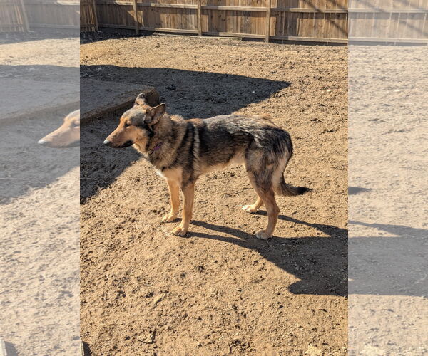 Medium Photo #13 Shollie Puppy For Sale in Munford, TN, USA