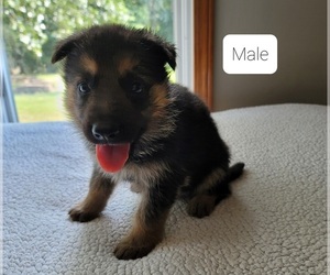 German Shepherd Dog Puppy for sale in FAIRFIELD, IL, USA