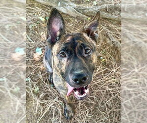 Mutt Dogs for adoption in Sacramento, CA, USA