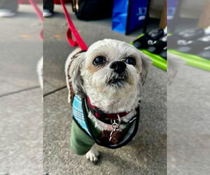 Maltese-Unknown Mix Dogs for adoption in Fairfax, VA, USA