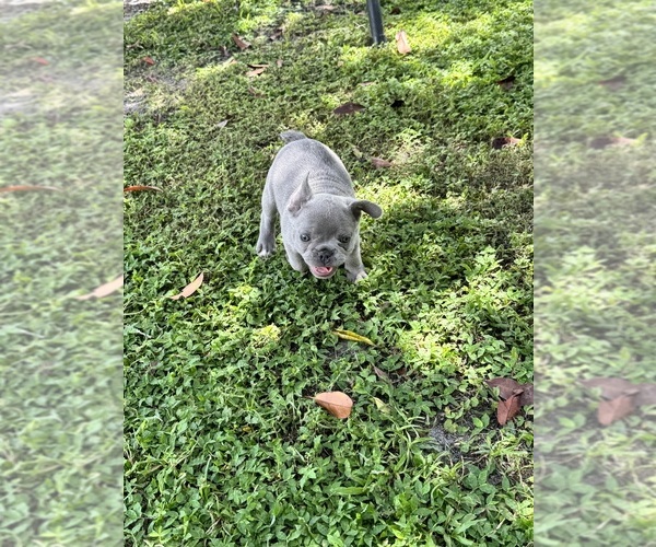 Medium Photo #1 French Bulldog Puppy For Sale in MICANOPY, FL, USA