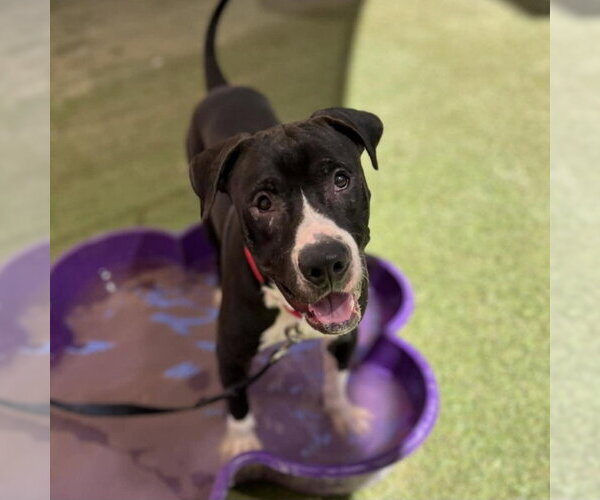 Medium Photo #1 Mutt Puppy For Sale in Las Vegas, NV, USA