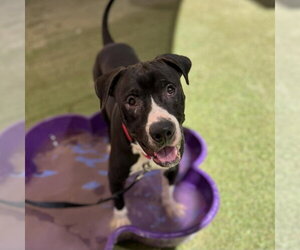 Mutt Dogs for adoption in Las Vegas, NV, USA