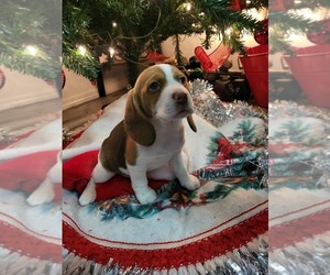 Beagle Puppy for sale in UMATILLA, OR, USA