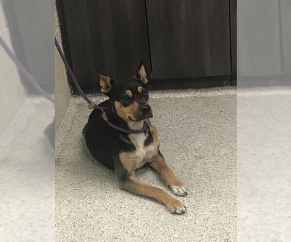 Medium Photo #1 Australian Kelpie-Rottweiler Mix Puppy For Sale in Conroe, TX, USA