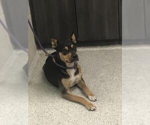Australian Kelpie-Rottweiler Mix Dogs for adoption in Conroe, TX, USA
