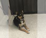 Small Australian Kelpie-Rottweiler Mix
