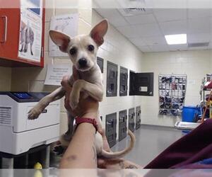 Chihuahua Dogs for adoption in Denver, CO, USA