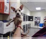 Small Chihuahua