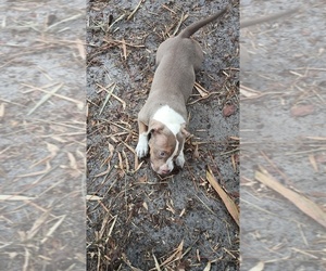 American Bully Puppy for sale in FT LAUDERDALE, FL, USA