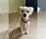 Small Maltese Mix