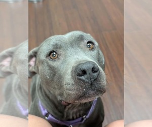 Cora - Female American Pit Bull Terrier-Staffordshire Bull Terrier Mix Dog for Adoption - Photo #3