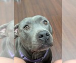 Small Photo #3 American Pit Bull Terrier-Staffordshire Bull Terrier Mix Puppy For Sale in Holly Springs, NC, USA