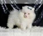 Small #2 Pomeranian