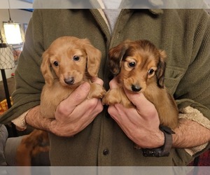 Dachshund Puppy for sale in YELM, WA, USA