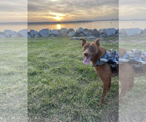 American Staffordshire Terrier-Unknown Mix Dogs for adoption in San Diego, CA, USA