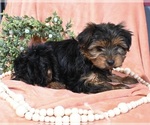 Small Photo #3 Morkie Puppy For Sale in BALTIC, OH, USA